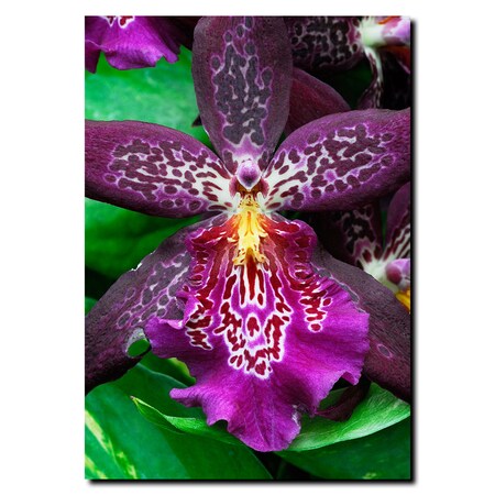 Trademark Fine Art Kurt Shaffer 'One Flower' Canvas Art, 24x32 KS31-C2432GG